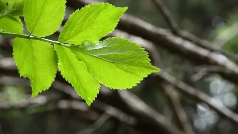 Green leaves of a tree swaying in the wind Stock Footage 240631427