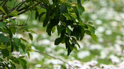 Green leaves of a tree swaying in the wind Stock Footage 240632244