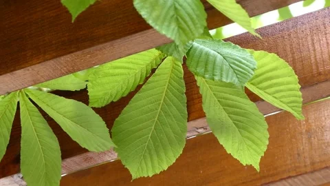 Green leaves of a tree swaying in the wind Stock Footage 240642241