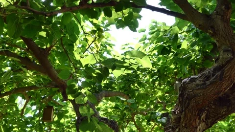 Green leaves of the tree swaying in the wind Stock Footage 246054883