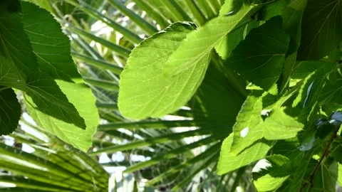 Green leaves of the tree swaying in the wind Stock Footage 246547669