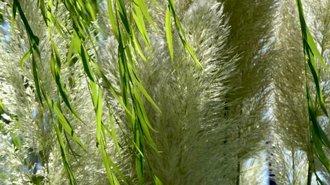 Green leaves of a tree swaying in the wind Stock Footage 250268361