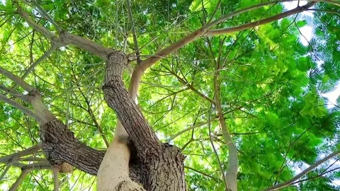 Green leaves of a tree swaying in the wind Video stock 278265338