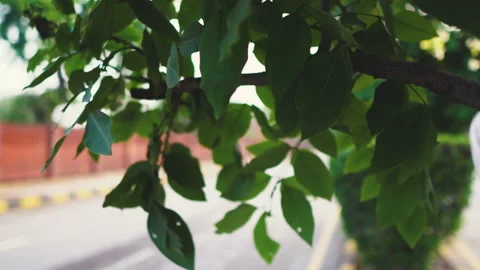 Green leaves on a tree swinging bokeh background Stock Footage