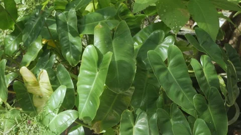 Green leaves of a tree waving in wind. Beautiful Sun shining on leaves surfac Stock Footage 184840915