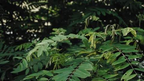 Green leaves of a tree waving in wind. Abstract slow motion shot Stock Footage 209118215