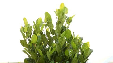 Green leaves tree in wind. Stock Footage 37611346