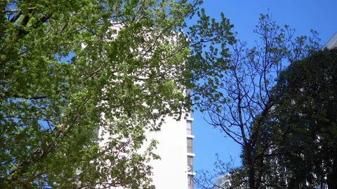 The green leaves of trees against the backdrop of modern building and blue sky Stock Footage 128503432