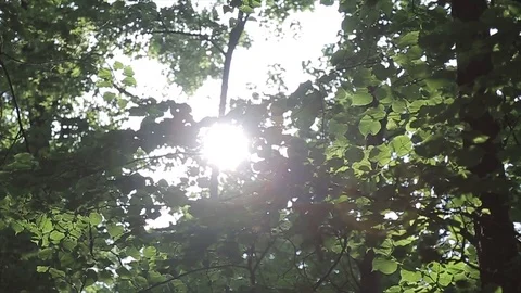 Green leaves of trees in the backlight Video stock 86726737