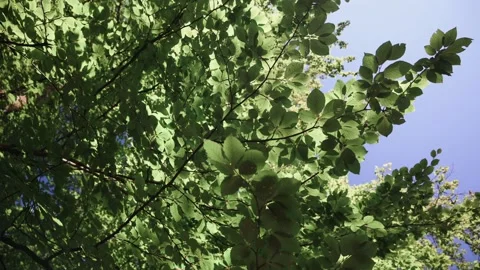 Green leaves on trees blow in the wind Stock Footage 141884797