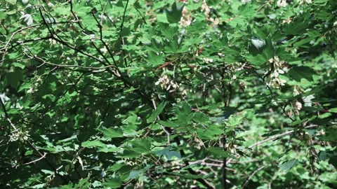 Green leaves on trees blow in the wind Stock Footage 141885208