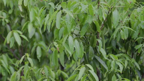 Green leaves of trees covered with drops after rain. Stock Footage 197374297
