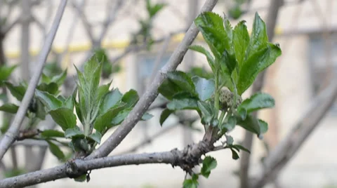 Green leaves of trees by an early spring Stock Footage 36696104