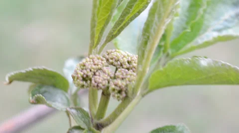 Green leaves of trees by an early spring Stock-Footage 36696365