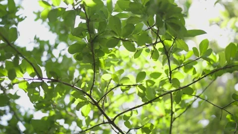 The green leaves of the trees flutter in the wind. Beautiful circular bokeh The  Stock Footage 253387079
