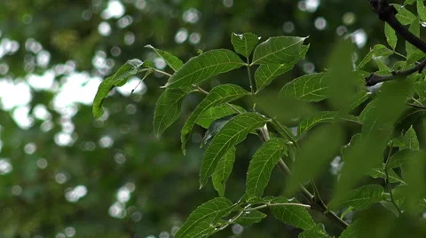 Green leaves on the trees  Stock Footage 56963500