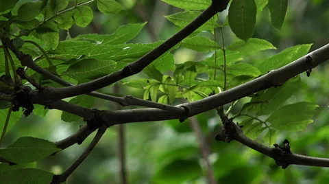 Green leaves on the trees  Stock-Footage 56963626