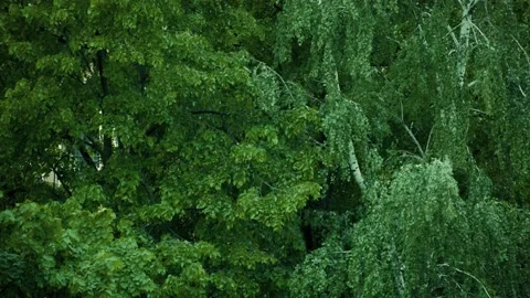 Green leaves on trees Stock Footage 131207381