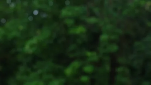 Green leaves on trees. Stock Footage 244798837