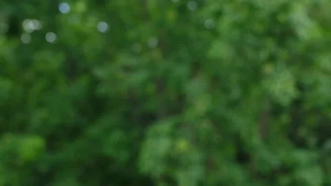 Green leaves on trees. Video stock 244798838