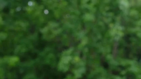Green leaves on trees Stock Footage 244798858