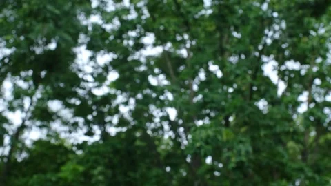 Green leaves on trees. Stock Footage 244798863
