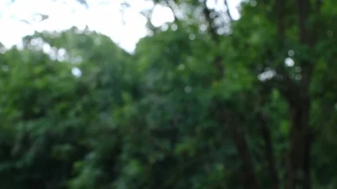 Green leaves on trees. Stock Footage 244798906