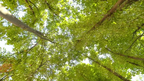 Green leaves on trees in the forest Stock Footage 139068331