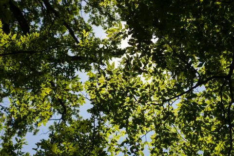 Green Leaves of Trees Foto stock