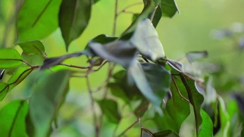 The green leaves of the trees in the rain Vidéo 73352158