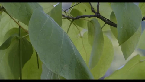 Green leaves. trees in spring and vibrant colored leaves. Stock Footage 221185050
