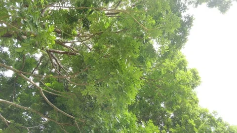 Green leaves on the trees sway Stock Footage 154314040
