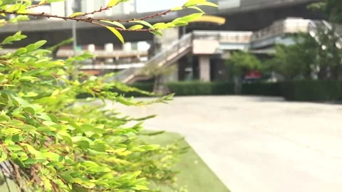 The green leaves on the trees with  water sprayed   in the park on the morning w Stock Footage 153414235