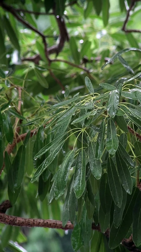 Green leaves of trees when exposed to rain Video stock 296481718