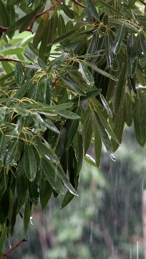 Green leaves of trees when exposed to rain Video stock 296481721