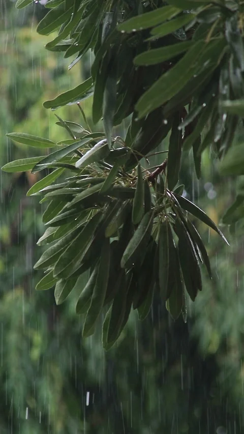 Green leaves of trees when exposed to rain Stock Footage 296481727