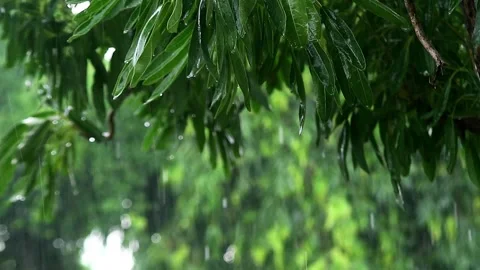 Green leaves of trees when exposed to rain Video stock 296548764