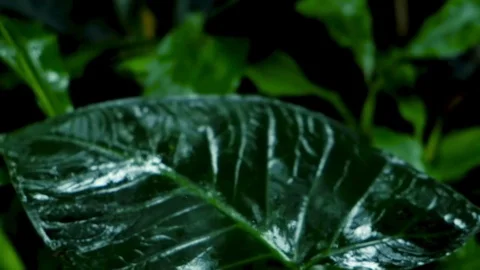 Green leaves in tropical forest Stock Footage 73662146