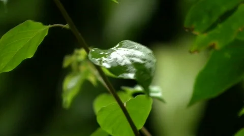 Green leaves in tropical rain Stock Footage