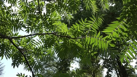 Green leaves of a tropical tree Video stock 100065635