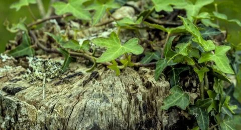 Green leaves on a trunk eroded by time Stock Photos