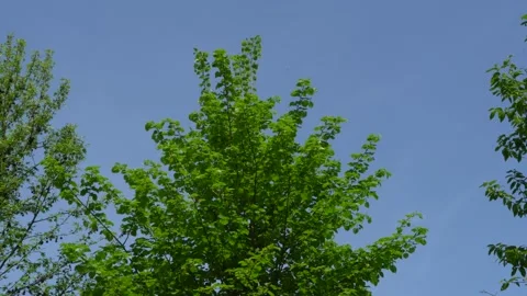 Green leaves of tulip tree against blue sky. Tulip tree in spring garden. Stock Footage 196207434