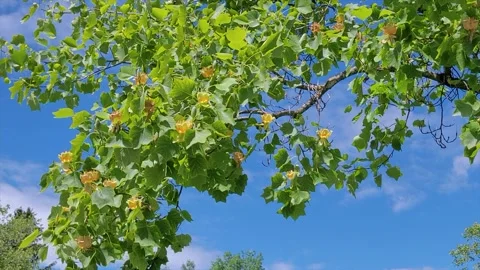Green leaves of a tulip tree move in the wind, liriodendron tulipifera Stock Footage 276649766