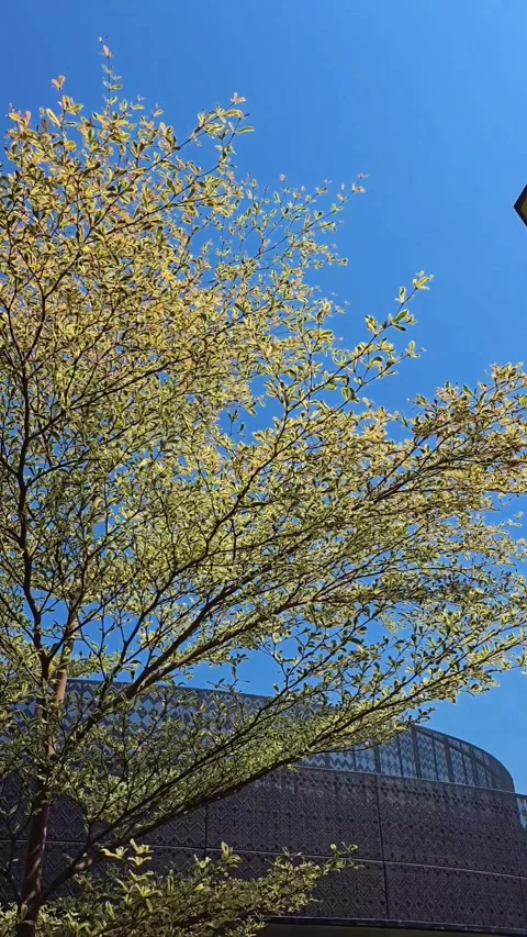 Green Leaves of Umbrella Tree in the Wind against Blue Sky Stock Footage 286082247