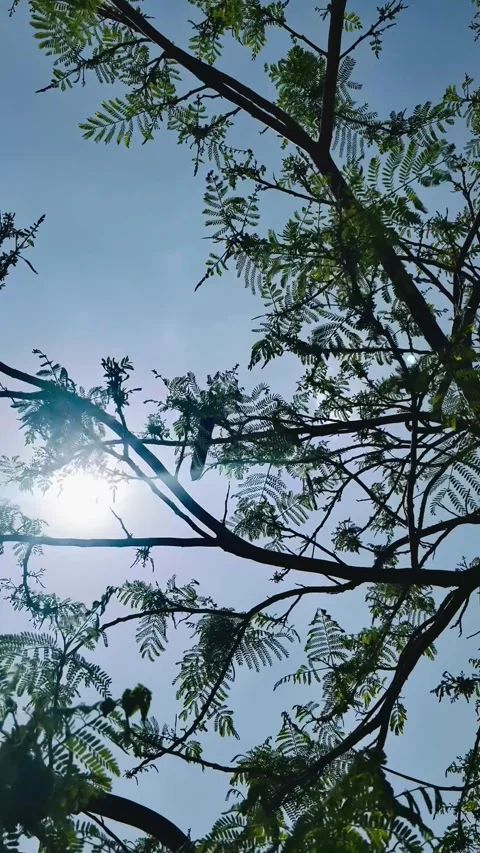 Green Leaves Under Blue Sky  Stock-Footage 335883898