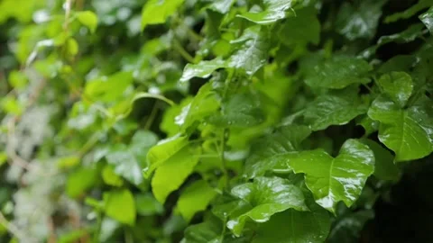 Green leaves under the falling rain. Stock Footage 89671231