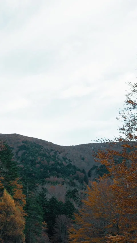 The Green Leaves Under The Mountain Stock Footage 284150943