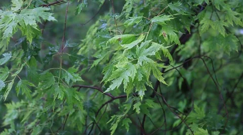 Green leaves under the rain Video stock 45987990