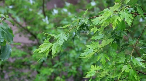 Green leaves under the rain Stock Footage 45988020