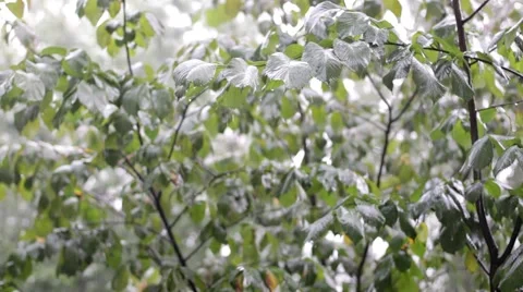 Green leaves under the rain 動画素材 46772472
